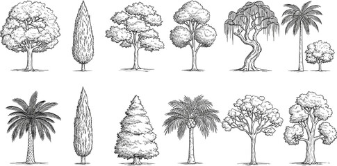 Obraz premium Collection of Sketches of Various Tree Types
