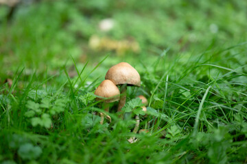 mushrooms in the grass