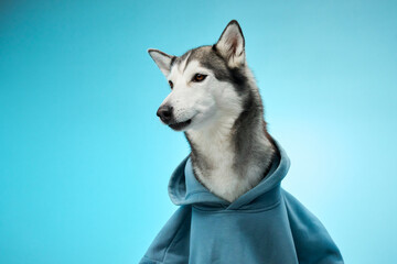 A Siberian Husky wearing a hoodie gazes attentively against a blue background. The focused and...