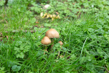 mushrooms in the grass