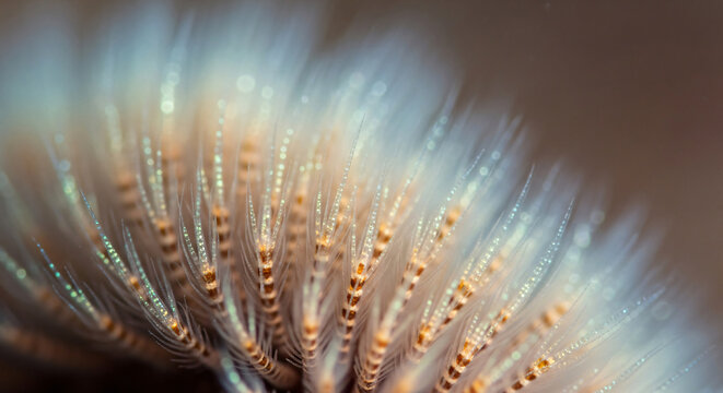Macro view of delicate white and brown feathery plant seeds, showcasing intricate textures and soft focus.