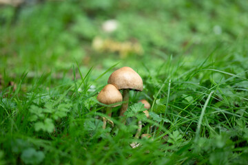 mushrooms in the grass