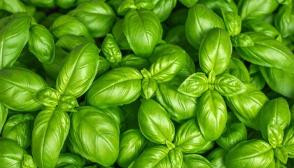 Fresh Basil Leaves Close Up.