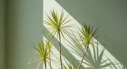 Fototapeta premium Illustration of green spiky plant with long leaves casting dramatic shadows on a light green wall, illuminated by sunlight