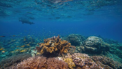 Obraz premium Vibrant coral reef teeming with fish and marine life, a beautiful underwater scene.