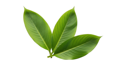 Lush Green Tropical Leaves Isolated on a Checkered Backdrop, Perfect for Botanical Illustrations and Natural Element Designs in Summer-Themed Projects