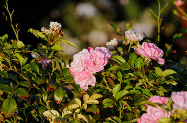 small pink roses on a bush