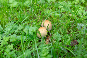 mushroom on the grass