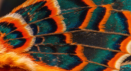 Extreme close-up of a vibrant, iridescent bird feather showcasing intricate patterns of orange, teal, and white.