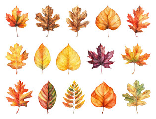 Colorful autumn leaves illustration