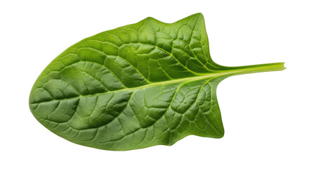 Obraz premium Single Fresh Spinach Leaf Isolated on Transparent Background A Versatile Green Vegetable for Healthy Recipes and Creative Design Projects Requiring Natural Elements