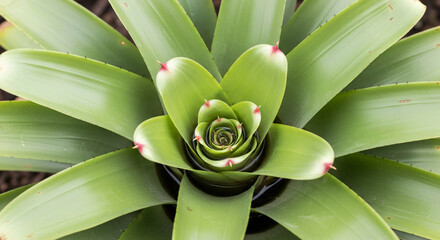 Close-up overhead view of a vibrant green bromeliad plant with tightly packed leaves forming a spiral pattern, showing subtle red tips on some foliage.