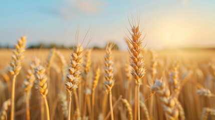 Lush golden wheat fields swaying gracefully in a gentle breeze under a clear blue sky