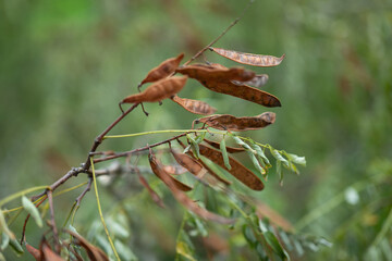 beans on a branch