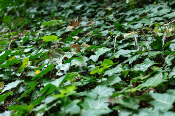green ivy leaves
