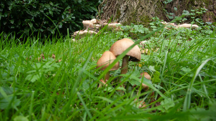 mushrooms in grass 