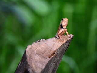 A collared lizard perched on the tip of a branch with soft green background at Hala Bala Narathiwat Thailand