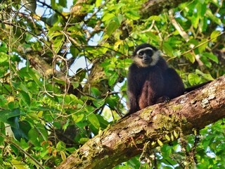 A white-handed gibbon sitting on a large branch in a dense tropical forest of Hala Bala Narathiwat Thailand
