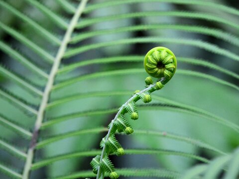 A young uncurling fern frond with new growth visible along the stem with green background at Hala Bala Narathiwat Thailand