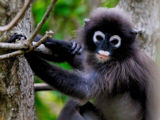 A Dusky Leaf Monkey or Spectacled Langur with its striking white eye rings and pinkish muzzle perched on a branch at Kaeng Krachan Thailand