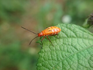 Red Cotton Stainer Bug (Dysdercus cingulatus)