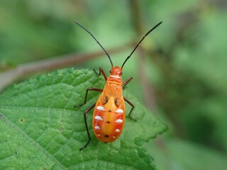 Red Cotton Stainer Bug (Dysdercus cingulatus)