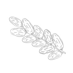 Obraz premium Date Palm Fruits Sketch Illustration