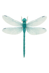 Watercolor illustration of a dragonfly hovering vertically with translucent wings in cross shape and shimmering green-blue body, isolated on transparent background