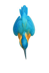 Watercolor illustration of a kingfisher mid-dive with beak pointed down and folded wings, isolated on transparent background