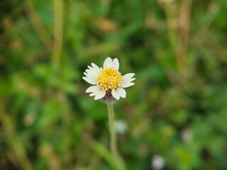 Bidens pilosa L or gletang flower blooms
