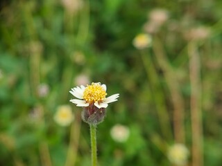 Obraz premium Bidens pilosa L or gletang flower blooms
