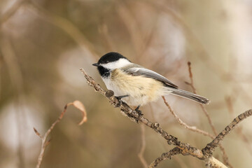 Black-capped Chickadee perched on a tree branch