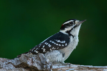 Male Downy Woodpecker At Sunset.