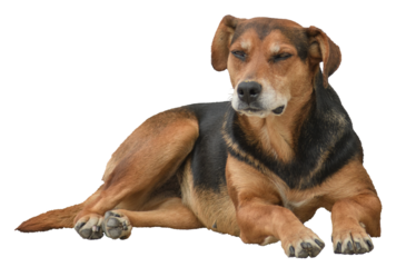 Black and yellow stray dog on transparent background