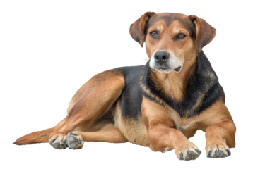 Black and yellow stray dog on transparent background
