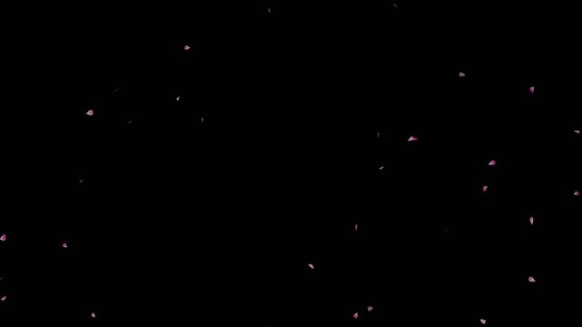 Falling cherry blossom loop animation on black background. Cherry blossom petals flying particle animation. Cherry blossom flower petals flying across the dark screen. Blossoms fall start to end.