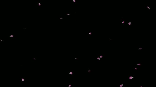 Falling cherry blossom loop animation on black background. Cherry blossom petals flying particle animation. Cherry blossom flower petals flying across the dark screen. Blossoms fall start to end.