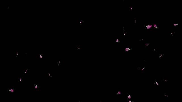 Falling cherry blossom loop animation on black background. Cherry blossom petals flying particle animation. Cherry blossom flower petals flying across the dark screen. Blossoms fall start to end.