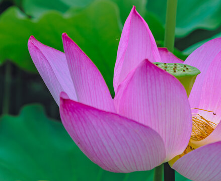 古代ハスの花3ー99