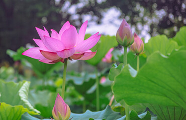 Fototapeta premium 古代ハスの花3ー66