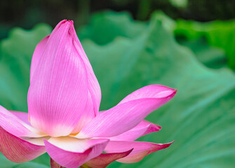 古代ハスの花3ー76