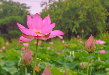 Obraz premium 古代ハスの花3ー40