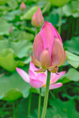 Obraz premium 古代ハスの花3ー36