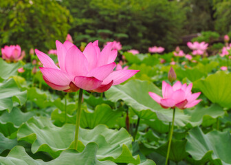 Fototapeta premium 古代ハスの花3ー23