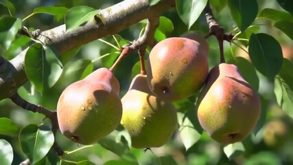 A cluster of four ripe, sun-dappled pears hanging from a tree branch surrounded by vibrant green leaves.