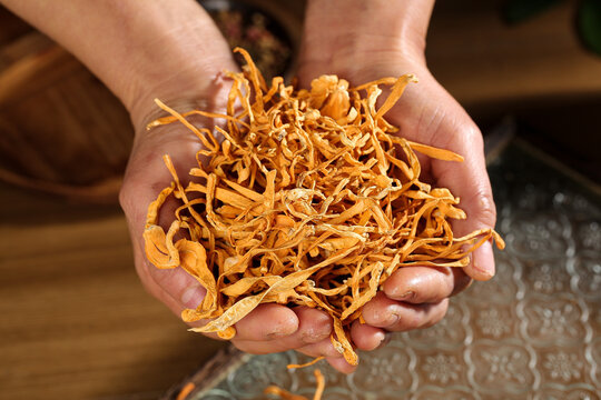 Dried Cordyceps Mushrooms in Hands - Traditional Chinese Medicine Herbs from Yunnan Changbai Mountain