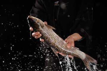 Fresh Live Carp Fish in Hands with Water Splash - Dramatic Fishing Photography