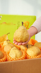 Fresh Chinese Ya Pear from Yantai Held in Hand with Export Packaging Box