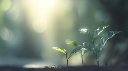 seedling. Coffee plant seedlings thrive in nature, showcasing vibrant green tones under soft natural light. gardening catalogs, home-decor guides, designed for gardening and botanical catalogs.