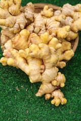 Fresh Yellow Ginger Roots from Yunnan China Freshly Dug Small Organic Rhizomes in Bamboo Basket on Green Grass